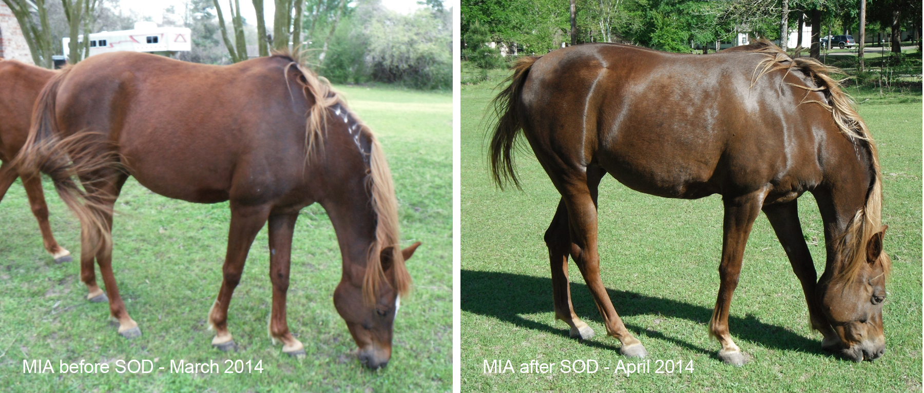 Mia SOD B&A